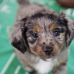 Aussiedoodle, Golden Aussiedoodle, and Goldendoodle Puppies from Miami Mini Doodles