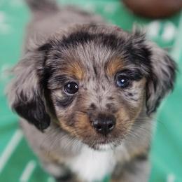 Aussiedoodle, Golden Aussiedoodle, and Goldendoodle Puppies from Miami Mini Doodles