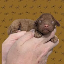 Male 3 - Red male Cavapoo puppy in Coshocton, Ohio from Forever Family Puppies