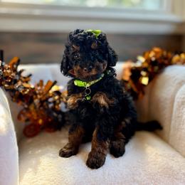 Oogie Boogie - Tri-color male Bernedoodle puppy in Munster, Indiana from Miranda’s Sunshine Poodles and Doodles