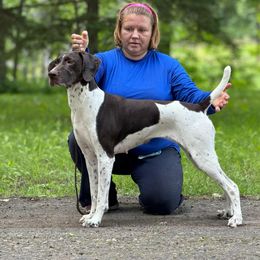 Ayla - German Shorthaired Pointer