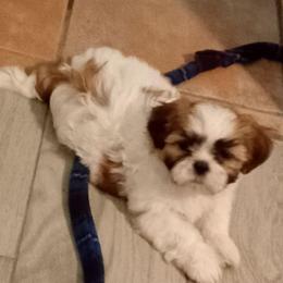 Maybelline - Black gold and white female Shih Tzu puppy in Grand Prairie, Texas from R&R Shih-Tzus & Stud Services