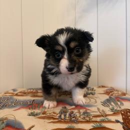Story - Black and tan female Pembroke Welsh Corgi puppy in Red Bluff, California from Wilder Ranch Corgis