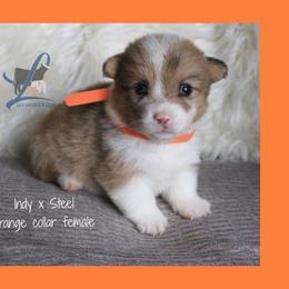 Orange collar - White and red female Pembroke Welsh Corgi puppy in Wayne City, Illinois from Lash Livestock & Corgis