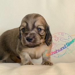 Pluto - Cream male Dachshund puppy in Peyton, Colorado from Dachshund Universe