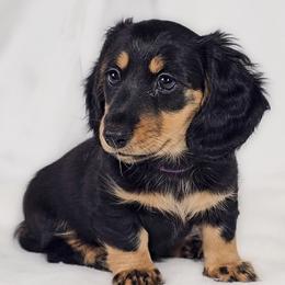 Shore - Black and tan female Dachshund puppy in Sacramento, California from MiniDoxPups