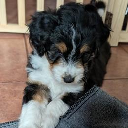 Star - Black tri-color female Aussiedoodle puppy in New Durham, New Hampshire from Ridgeview Aussiedoodles