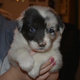Granite - Blue merle male Australian Shepherd puppy in Altmar, New York from E&C Australian Shepherds