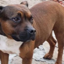 khaleesi - Staffordshire Bull Terrier