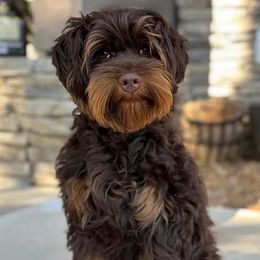 Mercy - Australian Labradoodle