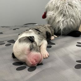 Aladdin - Merle Assorted Doodle Crosses puppy in Powder Springs, Georgia from Everyone Loves Doodlez