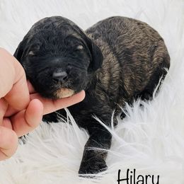 Goldendoodle Puppies from Lipscomb Doodles