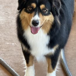 Willow - Miniature American Shepherd