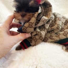 Love Bug - Chocolate and tan male Yorkshire Terrier puppy in Azle, Texas from Texas Star Unique Yorkies