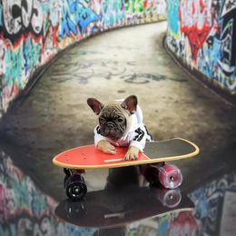 Bulldog and French Bulldog Puppies from AdoraBull Bulldogs