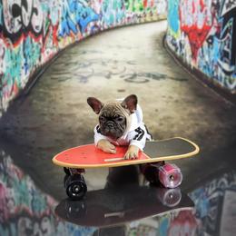 Bulldog and French Bulldog Puppies from AdoraBull Bulldogs