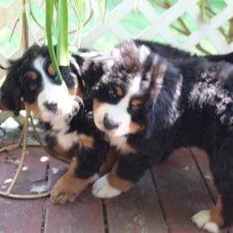 Bernese Mountain Dog Puppies from Baby Bear Bernese Kennel