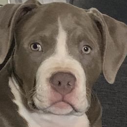 Girl-Yellow - Blue fawn American Bully puppy in Conroe, Texas from Titanium Kilo Kennels