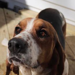 Basset Hound puppies from Pleasant Bay Basset Hounds