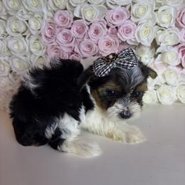 Pepper - Parti female Yorkshire Terrier puppy in Illinois from Pretty Little Yorkies