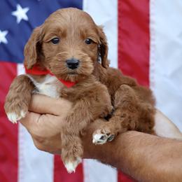 Tex - Red collar boy - Red  male Goldendoodle puppy in Ruthorfordton, North Carolina from Duncan Doodles Goldendoodles