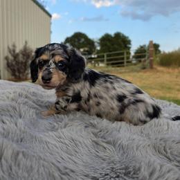 Dapple Girl - Dapple female Dachshund puppy in Choctaw, Oklahoma from TS Performance Horses & Dachshunds