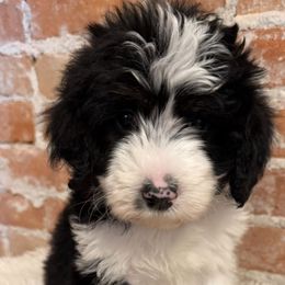 Carter - Black and white male Bernedoodle puppy in Ogden, Utah from Stanger Farms