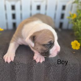 Boy 2 - Blue fawn male American Pit Bull Terrier puppy in Tenino, Washington from West Winds American Pit Bull Terriers