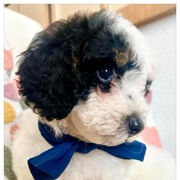 XYLO - Black and white male Bernedoodle puppy in Houston, Texas from Pia’s Doodle Poodle Wag