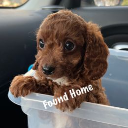 Cavapoo Puppies from QuiGents