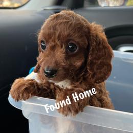 Cavapoo Puppies from QuiGents