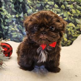 Rocca - Chocolate male Shih Tzu puppy in Mesa, Arizona from House of Zen Shihtzus