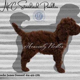 Poodle Puppies from Heavenly Poodles