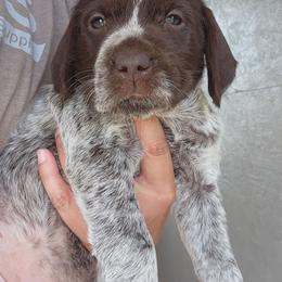 Girl 5 - Brown and gray female Wirehaired Pointing Griffon puppy in Emmett, Idaho from Idaho Wirehaired Pointing Griffons