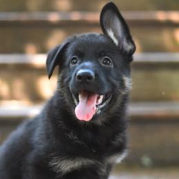 Purple collar - Bi-color female German Shepherd puppy in Wahoo, Nebraska from Von Solidago