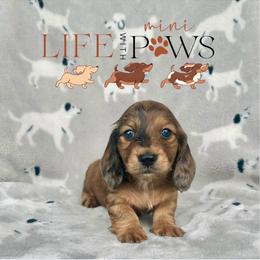 Armie (cyan) - Dapple male Dachshund puppy in Palm Bay, Florida from Life With Mini Paws
