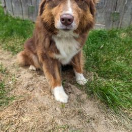 Ivy - Australian Shepherd