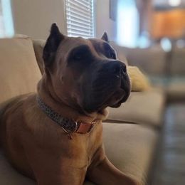 Cane Corso from Winter Cane Corso's
