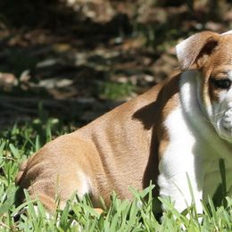 Bulldogs from Regimental Bulldogs