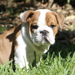 Bulldogs from Regimental Bulldogs