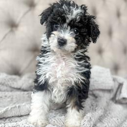 Lucchese - Black tri-color male Aussiedoodle puppy in Granbury, Texas from Triple Cross Doodles