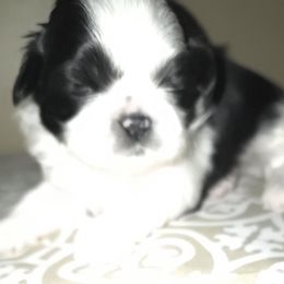 Girl 2 - Black and white female Shih Tzu puppy in Buxton, Maine from Shih Tzu Junction