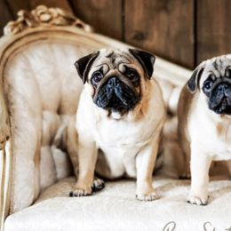 Pugs from Gold Leaf Farm Pugs