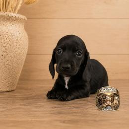 Onyx - Black male Dachshund puppy in Greenfield, Ohio from Buck Run Creek Dachshunds