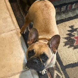 Bella - French Bulldog