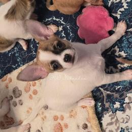 Candice - Chocolate brindled fawn female Chihuahua puppy in El Paso, Texas from JVJ Chihuahua