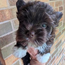 Socks - Liver male Yorkshire Terrier puppy in Gaylesville, Alabama from Sweet Alabama Yorkies