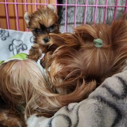 Autum - Gold female Yorkshire Terrier puppy in Sidney, Ohio from Little Yorkie World