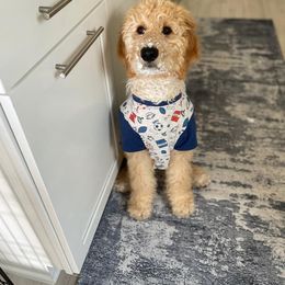 Goldendoodle Puppies from Courtney Wall