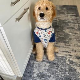 Goldendoodle Puppies from Courtney Wall